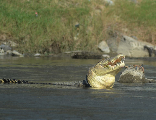 印尼河中一鳄鱼戴轮胎“项圈”长达两年