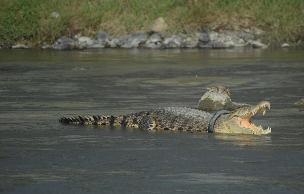 印尼河中一鳄鱼戴轮胎“项圈”长达两年
