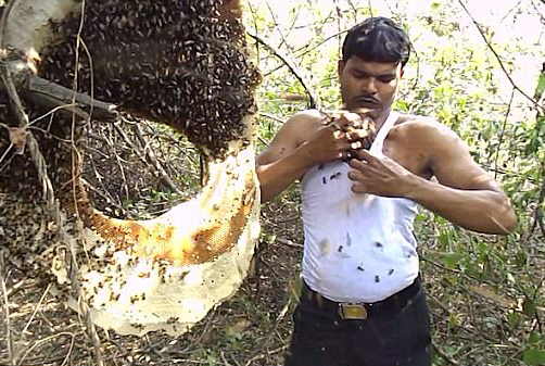 惊！印养蜂人徒手将数千只蜜蜂塞进背心