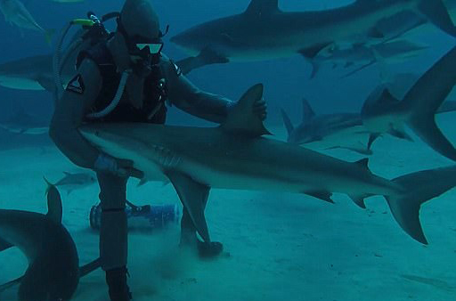 有爱！潜水员巴哈马群岛水域不惧危险亲抚鲨鱼