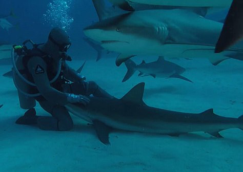 有爱！潜水员巴哈马群岛水域不惧危险亲抚鲨鱼