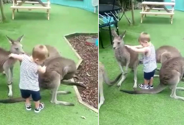 新西兰2岁儿童遭动物园袋鼠袭击 多处受伤