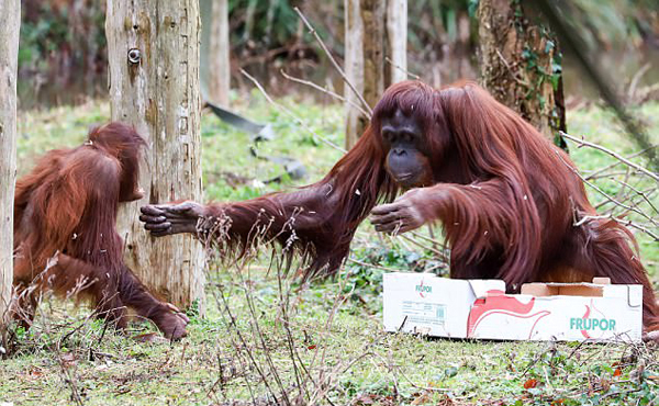 印尼红毛猩猩中17枪后遭斩首 行凶者称“自卫”