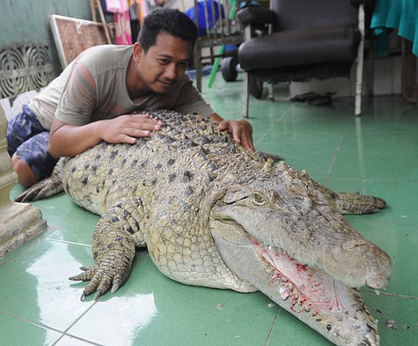 印尼男子养巨鳄当宠物20余年 视其如家人