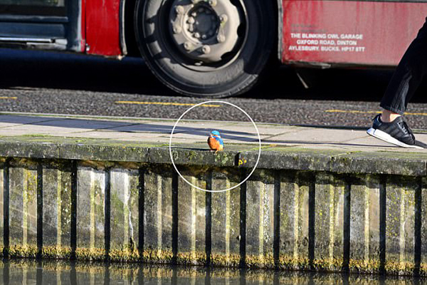 英国一翠鸟进城觅食淡定立水边无视身后过往车辆