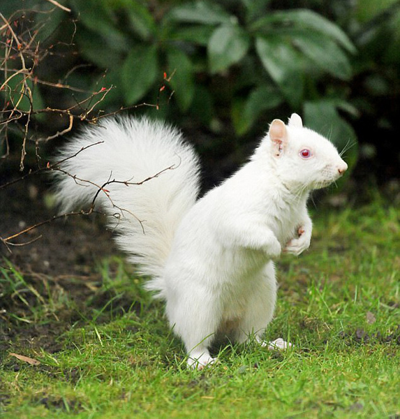英男子花园发现白松鼠 等两周抓拍萌趣吃食照