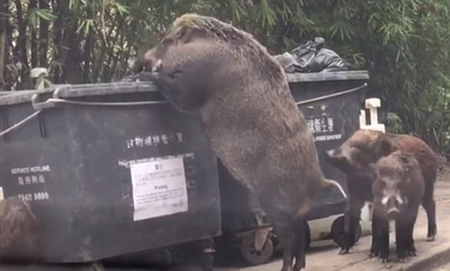 香港街头巨型野猪翻垃圾桶觅食画面引围观