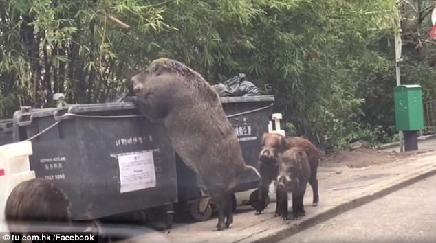 香港街头巨型野猪翻垃圾桶觅食画面引围观