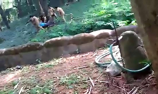 印男子酒后闯入动物园狮子区 幸而获救