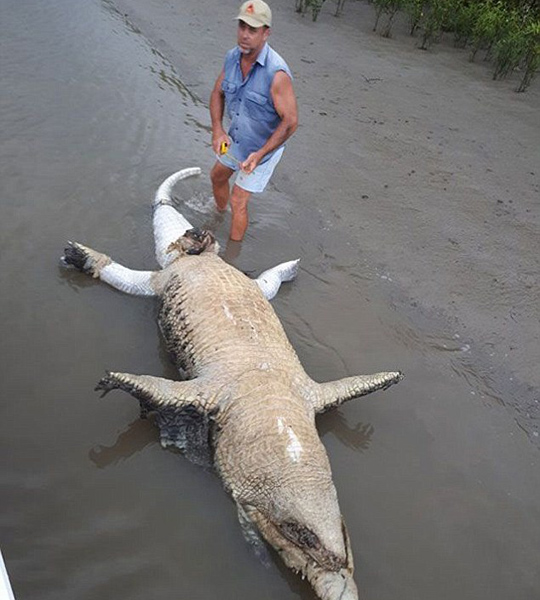4.1米长鳄鱼圣灵降临节死亡引关注