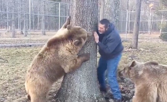 温馨！美饲养员与憨萌棕熊上演现实版“熊抱”