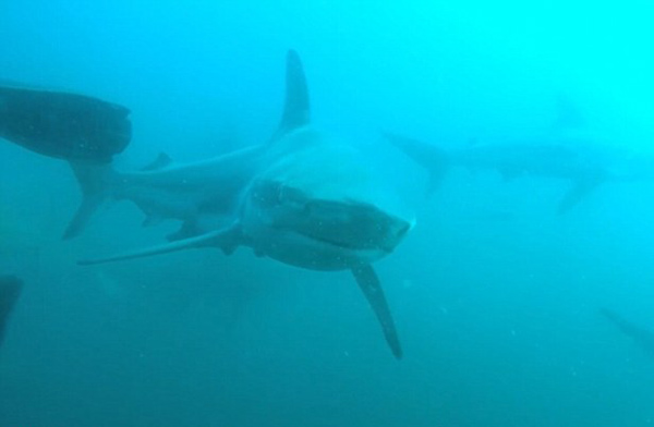 惊险！南非潜水员水下拍摄时遭鲨鱼正面袭击