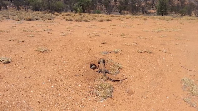 惊人一幕：澳大利亚眼斑巨蜥一口吞下兔子