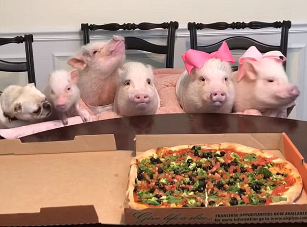 萌翻！主人分享五只小猪吃披萨视频获百万点击