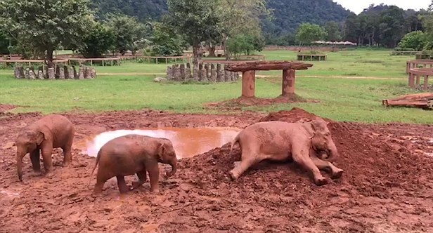 暖心！泰一老象为小象演示如何在泥潭中打滚