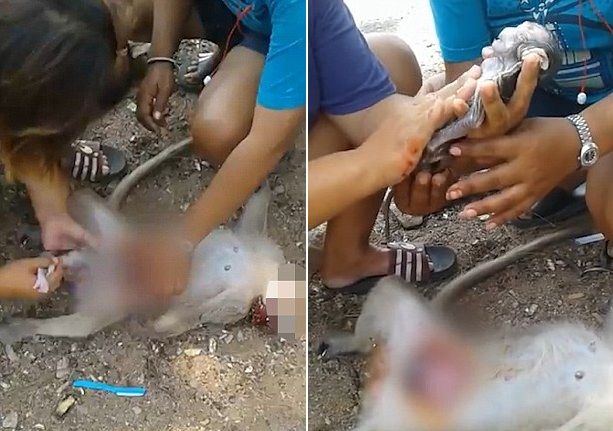 泰国一怀孕母猴被车碾死 女子及时剖腹救胎儿
