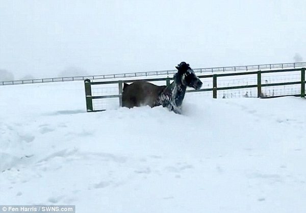 画风突变！骏马雪地驰骋不慎一头栽入雪堆